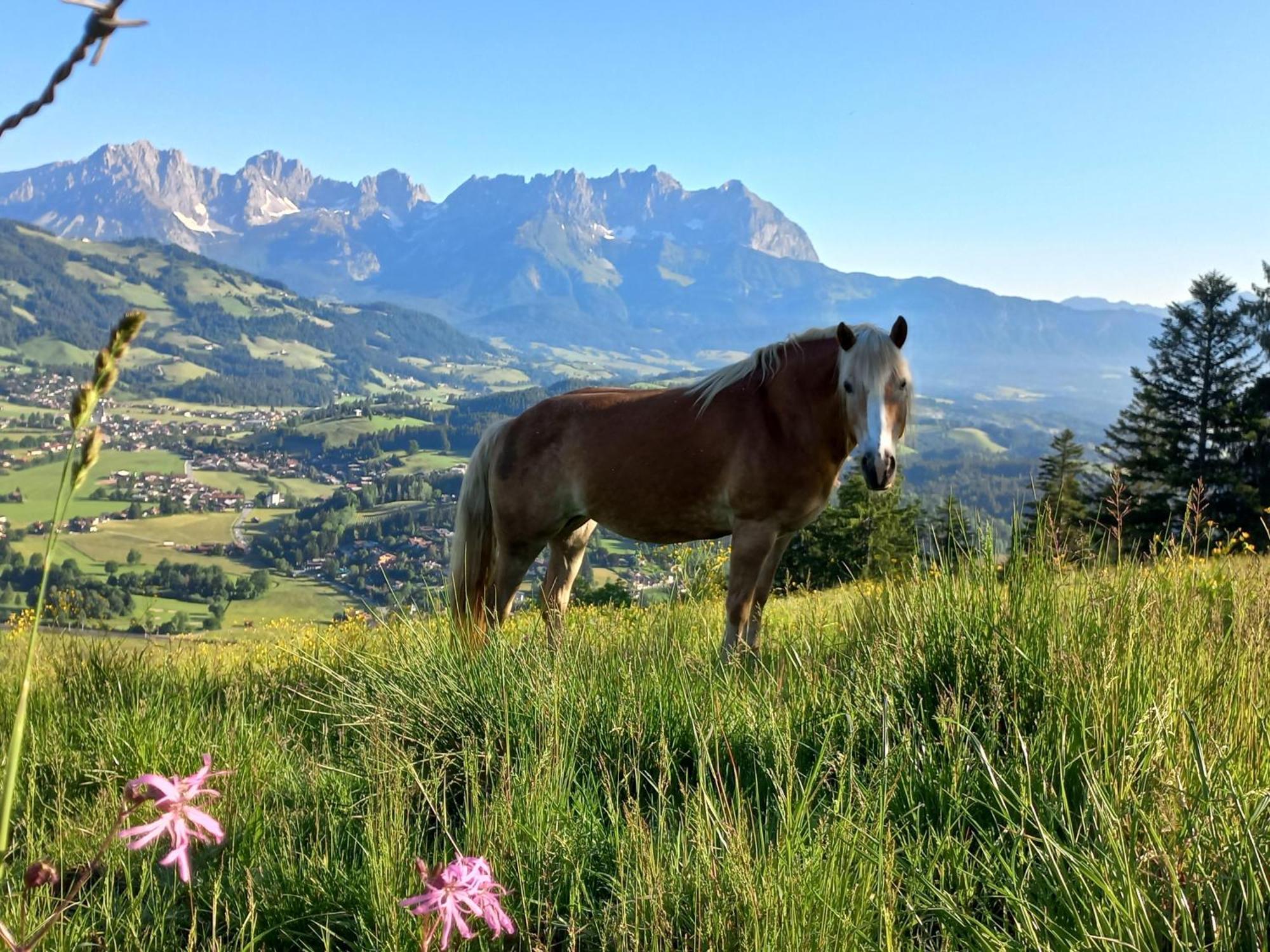 Hahnenkammblick